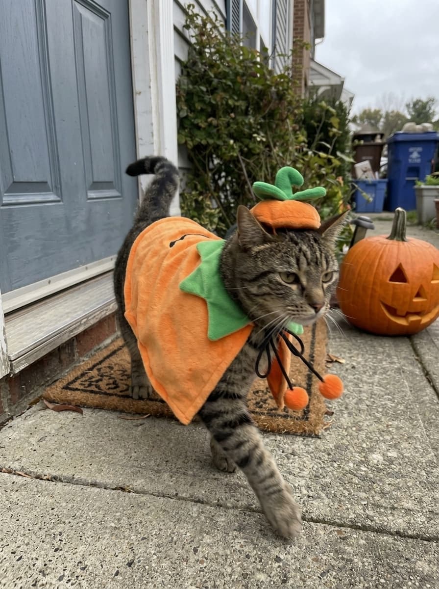 The Emotional Support Pumpkin — customer photo